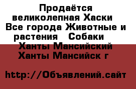 Продаётся великолепная Хаски - Все города Животные и растения » Собаки   . Ханты-Мансийский,Ханты-Мансийск г.